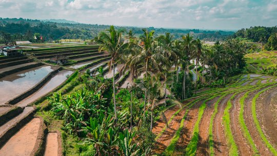 9°S | 115°E - Jatiluwih Rice Terraces